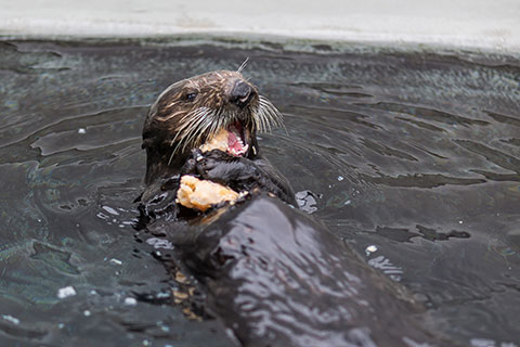 Otter photos by Bill Hunnewell © The Marine Mammal Center