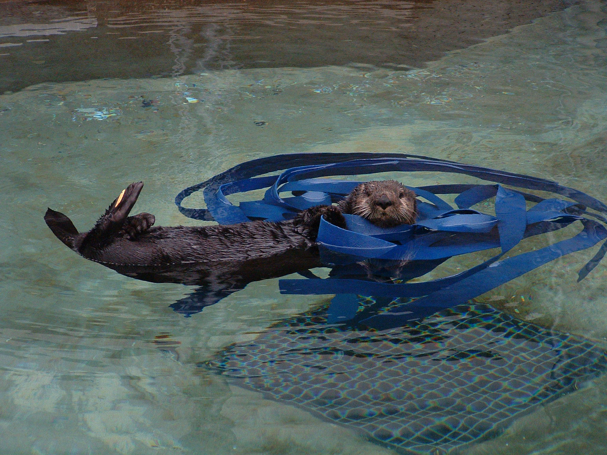 ©Oregon Coast Aquarium