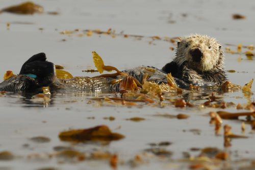 ラッコはケルプの森を健全に保ち、同様にアマモの生育地にも貢献している。Photo: Bart Selby