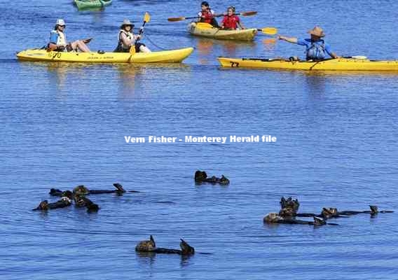 モスランディングハーバーでラッコの群れのそばを通り過ぎるカヤック　Vern Fisher - Monterey Herald file