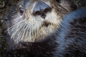 アラスカラッコ。鼻に傷がないのは珍しいPhoto by Grant Callegari