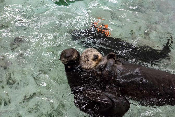 記事 さようなら マリ Saying Goodbye To Sea Otter Mari らっこちゃんねる Sea Otter Channel ラッコ情報 記事 動画 写真をご紹介