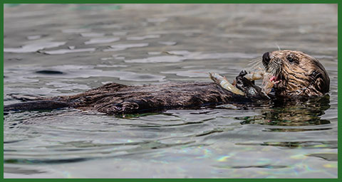 ラングリー。Photo by Bill Hunnewell © The Marine Mammal Center, USFWS permit MA101713-1