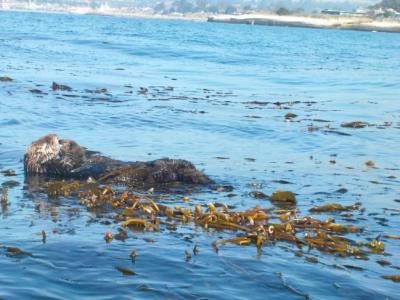 Female sea otters with pup. (Amber Jones -- Contributed)