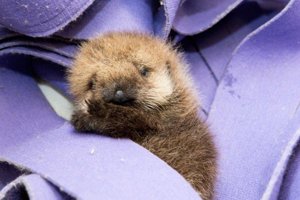 記事 シェッド水族館 ラッコの赤ちゃんに第二の人生を Shedd Aquarium Gives Sea Otter Pup A Second Chance らっこちゃんねる Sea Otter Channel ラッコ情報 記事 動画 写真をご紹介