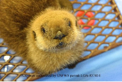 Photo via the Alaska SeaLife Center