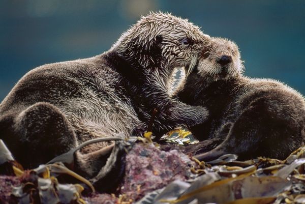 Photograph by Frans Lanting, National Geographic Creative