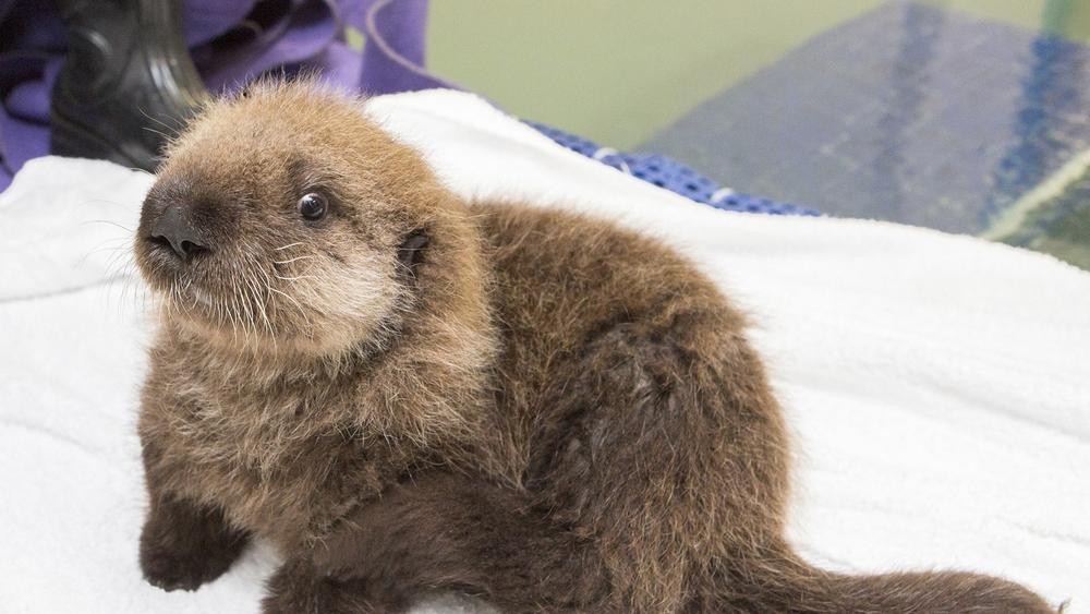 カリフォルニアの海岸で保護され、生後5週間の時シェッド水族館へ(Reuters)