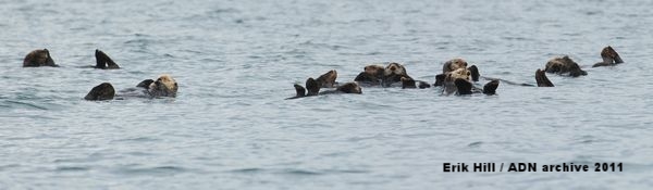 2011年7月、カチェマック湾ホーマー沖で水面に浮かぶラッコたち(Erik Hill / ADN archive 2011)