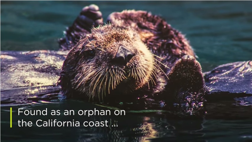 カリフォルニアの海岸で親を失っていたところを発見され