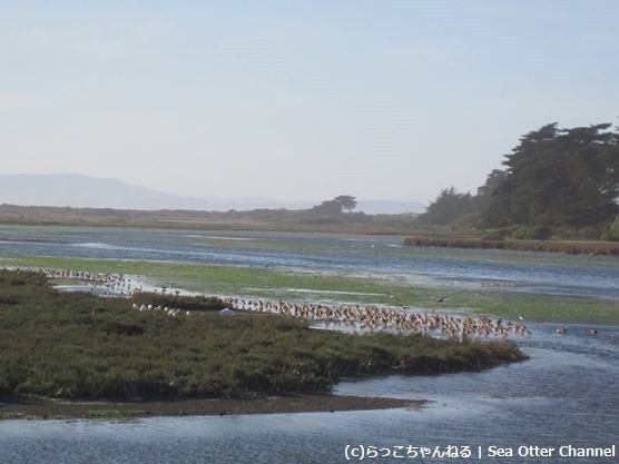 Moss Landingの鳥の群れ