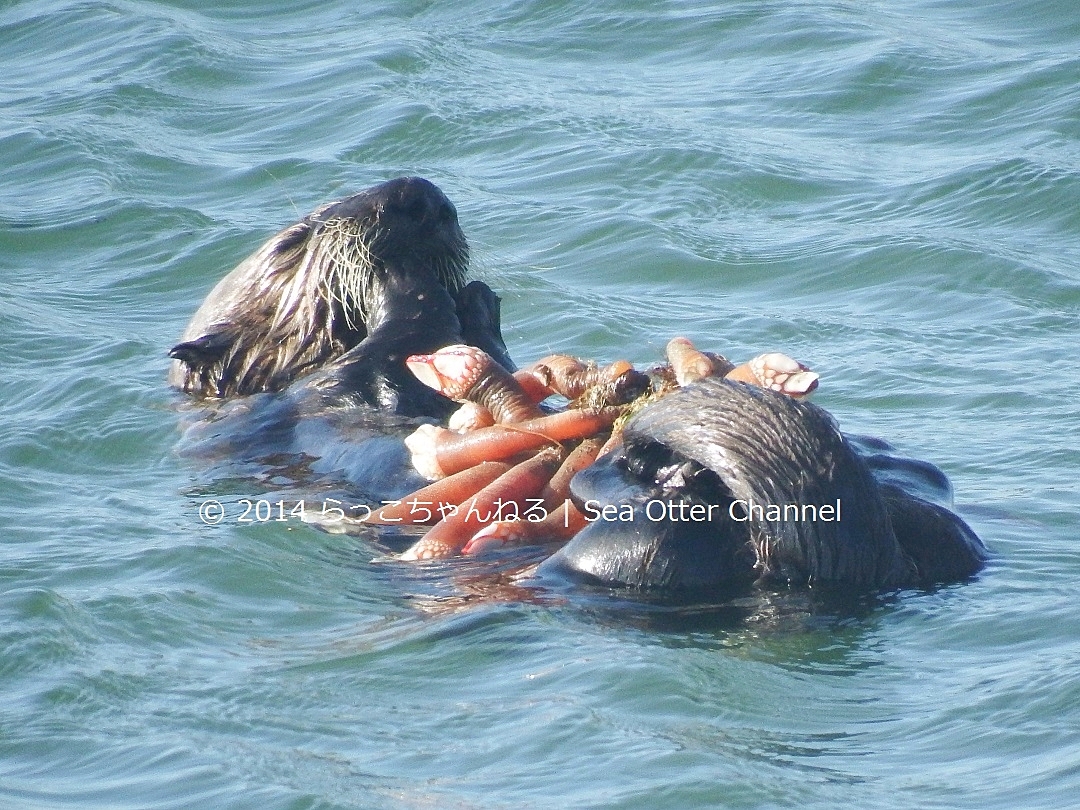 ラッコの食生活 Diet らっこちゃんねる Sea Otter Channel ラッコ情報 記事 動画 写真をご紹介 ラッコの食生活 Diet らっこちゃんねる Sea Otter Channel ラッコ情報 記事 動画 写真をご紹介