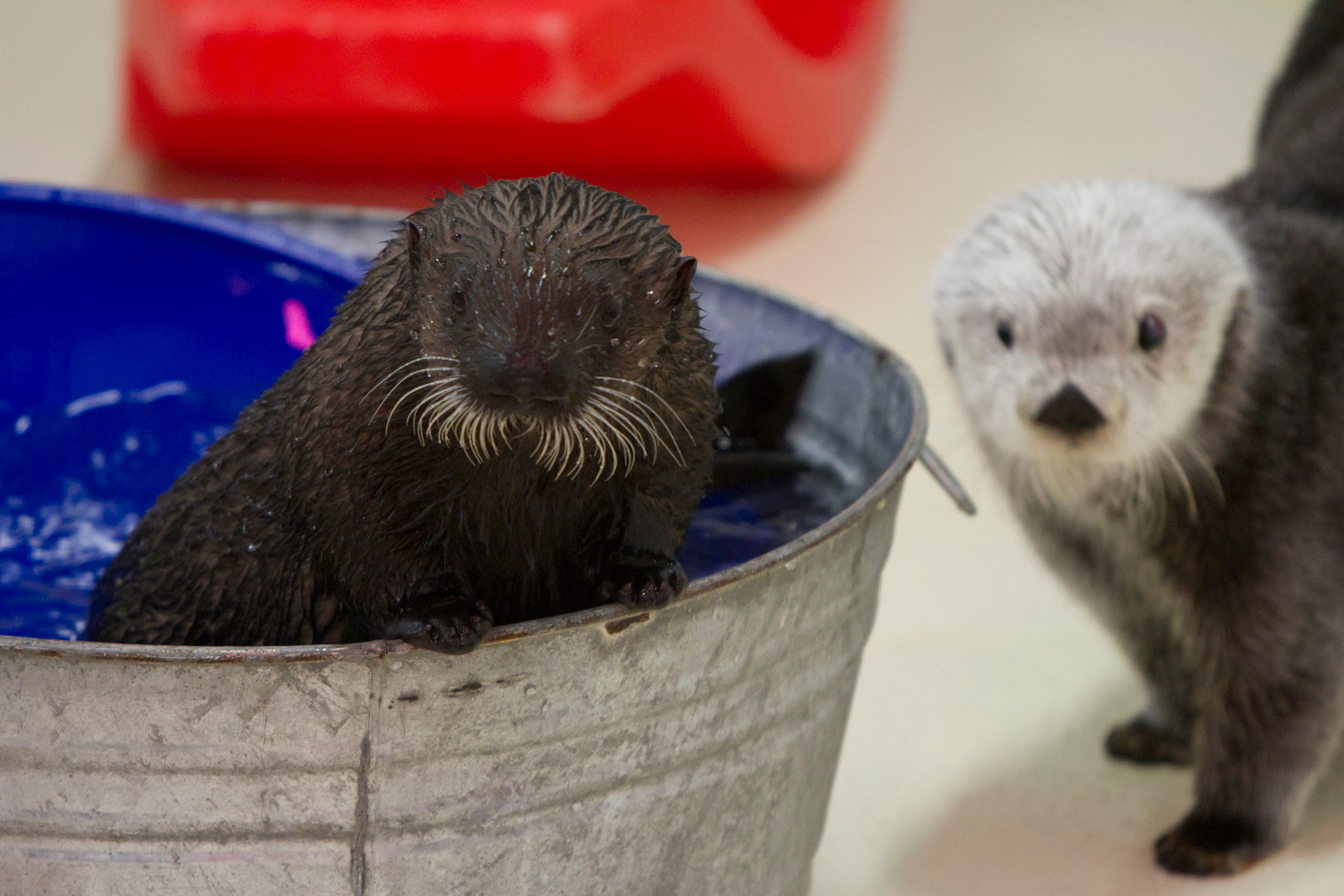 Photo credit: ©Shedd Aquarium/Brenna Hernandez