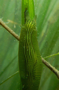 ウミウシの仲間であるPhyllaplysia tayloriは「アマモの野ウサギ」として知られ、アマモの葉の表面に増える藻類を食べる。(Photo by Brent Hughes)