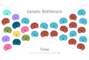 (訳者注：遺伝子のボトルネック効果。横軸（→）が時間。もとは多様な遺伝子が存在したが（多色のラッコ）、急激に個体数が減少すると遺伝子の多様性が失われ、再度個体数が増加に転じても特定の遺伝子をもつ個体の子孫（青と茶色のラッコ）だけになってしまう。
