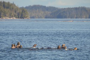アラスカラッコの群れPhoto by Hakai Institute/Josh Silberg