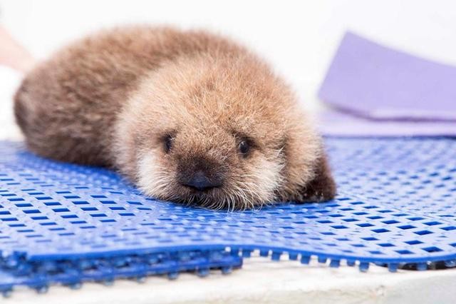 記事】シェッド水族館、ラッコの赤ちゃんに第二の人生を | Shedd
