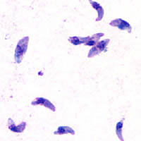 トキソプラズマ原虫'Toxoplasma gondii tachyzoites', the DPDx Parasite Image Library