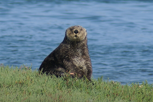 Elkhorn Slough is home to vital wetlands and cute animal life