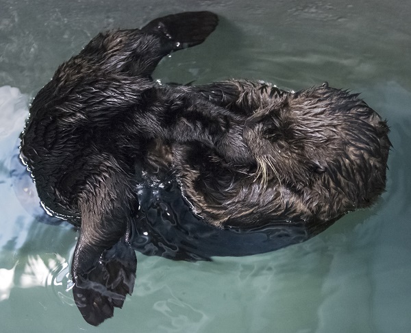 ラッコ714号 保護されたこのラッコは、カリフォルニア州モントレーからオーデュボン水族館へ到着し、現在特設の25,000ガロンのラッコ水槽で新しい環境に順応しつつある。