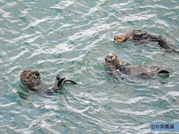 記事 霧多布で生まれたラッコ Baby Sea Otter Born In Kiritappu らっこちゃんねる Sea Otter Channel ラッコ情報 記事 動画 写真をご紹介 記事 霧多布で生まれたラッコ Baby Sea Otter Born In Kiritappu らっこちゃんねる Sea Otter Channel ラッコ情報 記事 動画 写真をご紹介