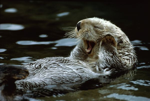 Photograph by Jeffrey Foott, National Geographic