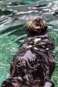 Thumbnail Photo Credit Bill Hunnewell © The Marine Mammal Center