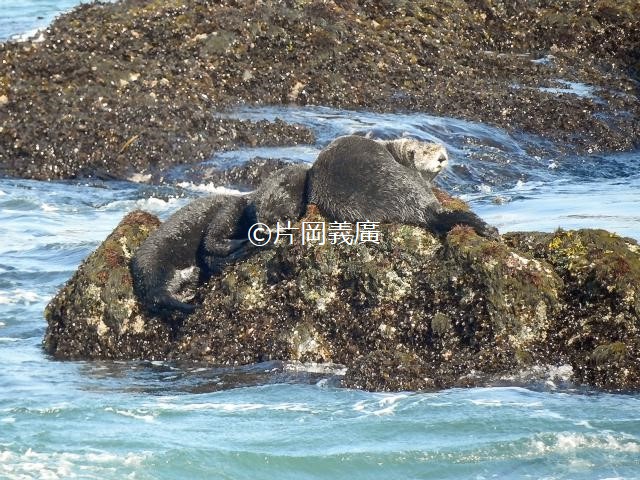 記事 霧多布で生まれたラッコ Baby Sea Otter Born In Kiritappu らっこちゃんねる Sea Otter Channel ラッコ情報 記事 動画 写真をご紹介 記事 霧多布で生まれたラッコ Baby Sea Otter Born In Kiritappu らっこちゃんねる Sea Otter Channel ラッコ情報 記事 動画 写真をご紹介