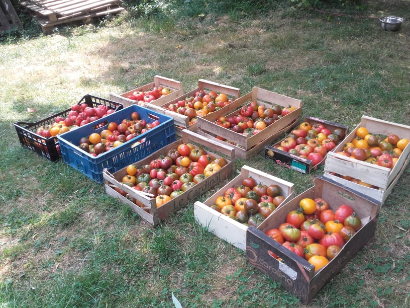 #51 Abondance de tomate + atelier jardin enfants