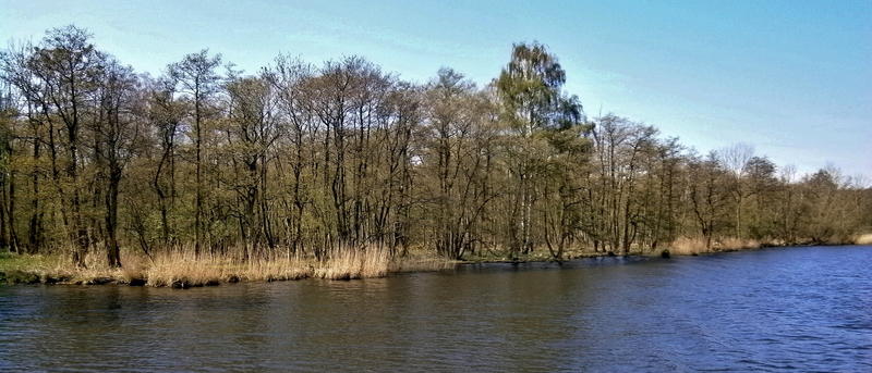 "trügerisch" - unendlicher Moorwald am Ufer der Peene