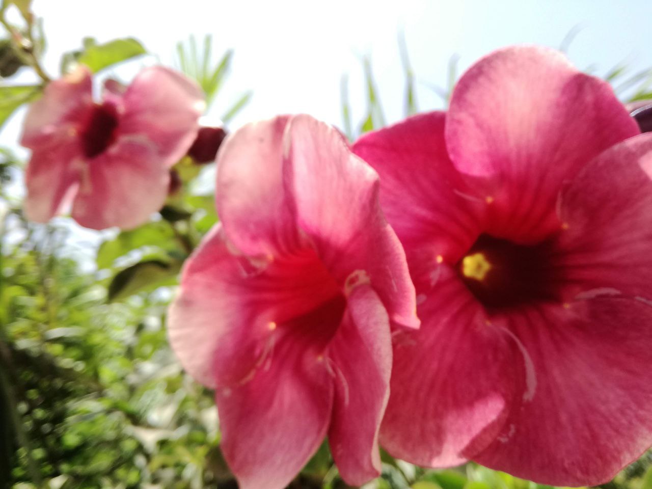Bachblüten