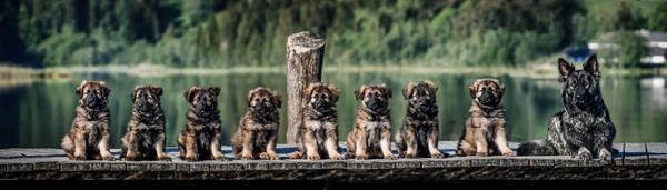 Altdeutscheschäferhunde Zucht fromblacklake aus der Schweiz
