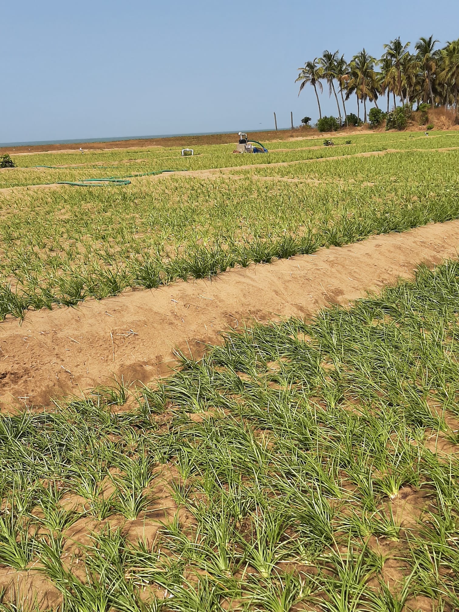 campos de vetiver