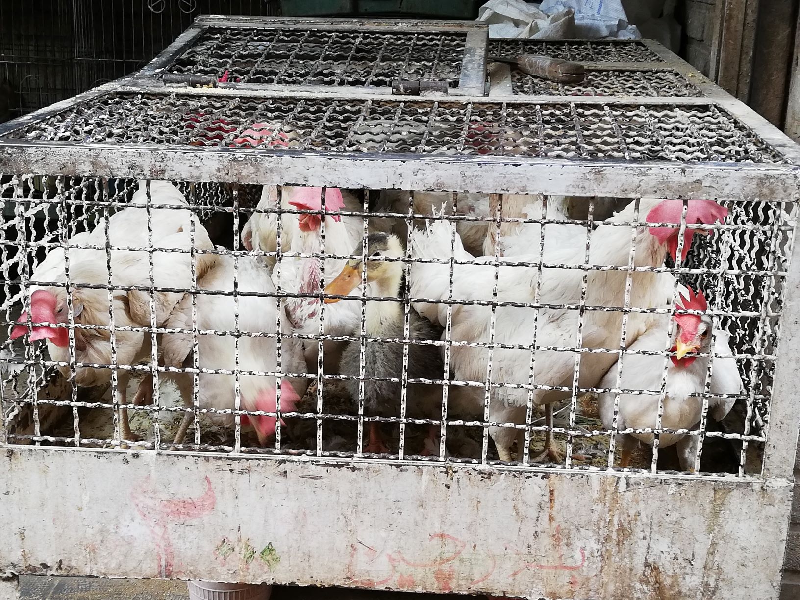 bazar de los animales : por qué está el patito con las gallinas?