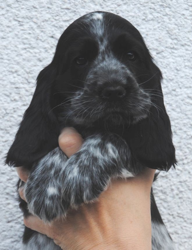 Snoopy´s Jamie Hündin blauschimmel
