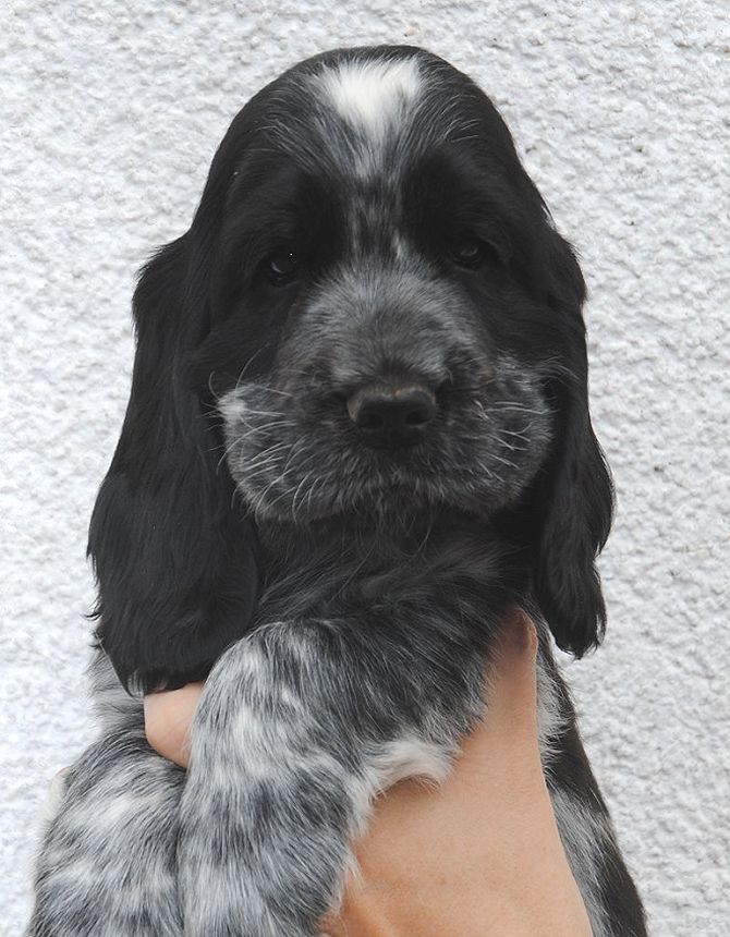 Snoopy´s Jim Beam Rüde blauschimmel
