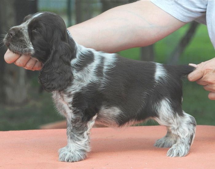 Snoopy´s June Carter Hündin braunschimmel