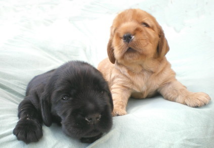 Clara (Snoopy´s Double Sweet) mit ihrem Bruder Snoopy´s Dragonheart