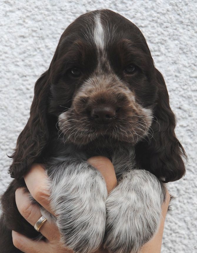 Snoopy´s June Carter Hündin braunschimmel