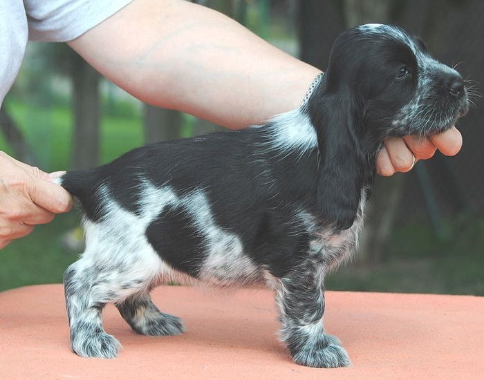 Snoopy´s Jamie Hündin blauschimmel