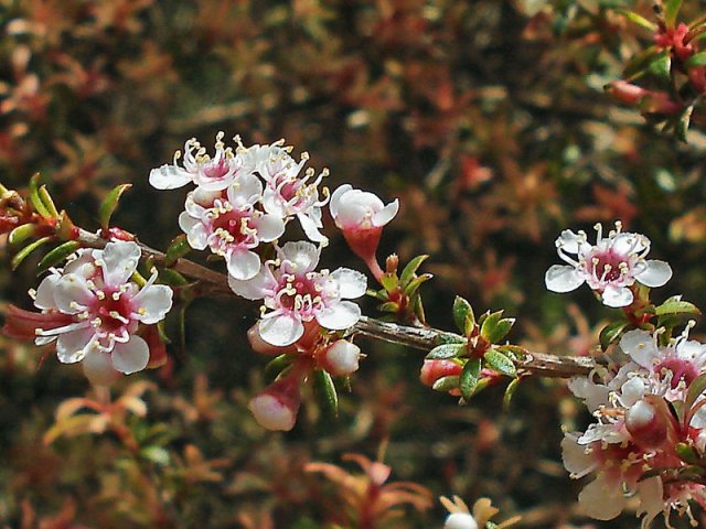 Kanuka in flower