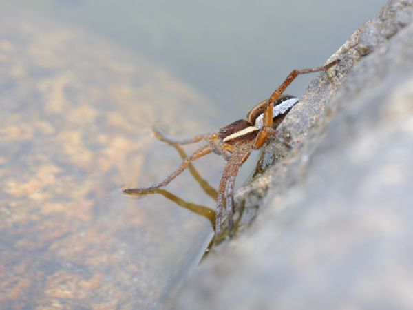 Bei der Jagd erspürt sie mit ihren Vorderbeinen selbst feinste Wasserbewegungen.