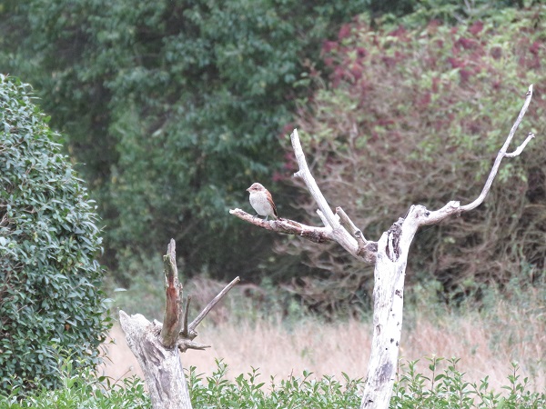 Neuntöter auf Totholz im Naturgarten