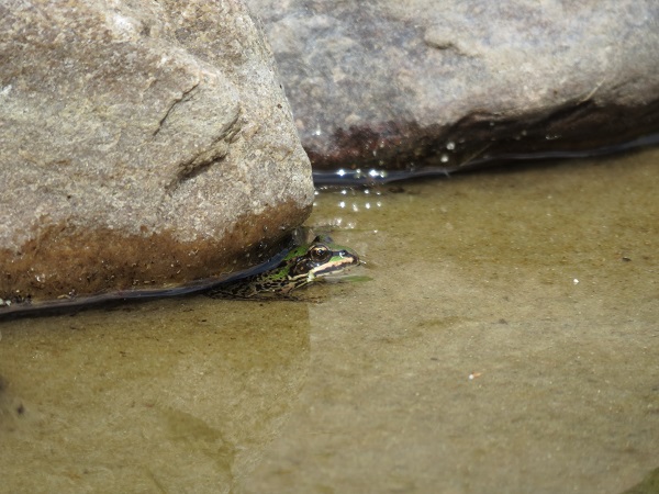 Ein kleiner, grüner Frosch findet Deckung unter einem Stein.