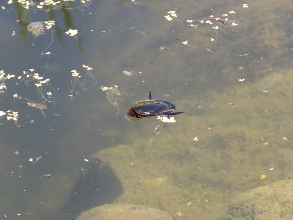 Einer der vielen großen Schwimmkäfer.