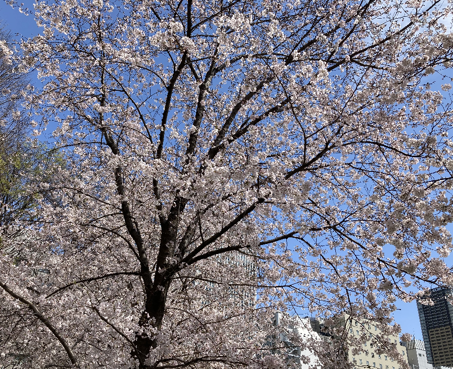 東京の桜が満開になりました