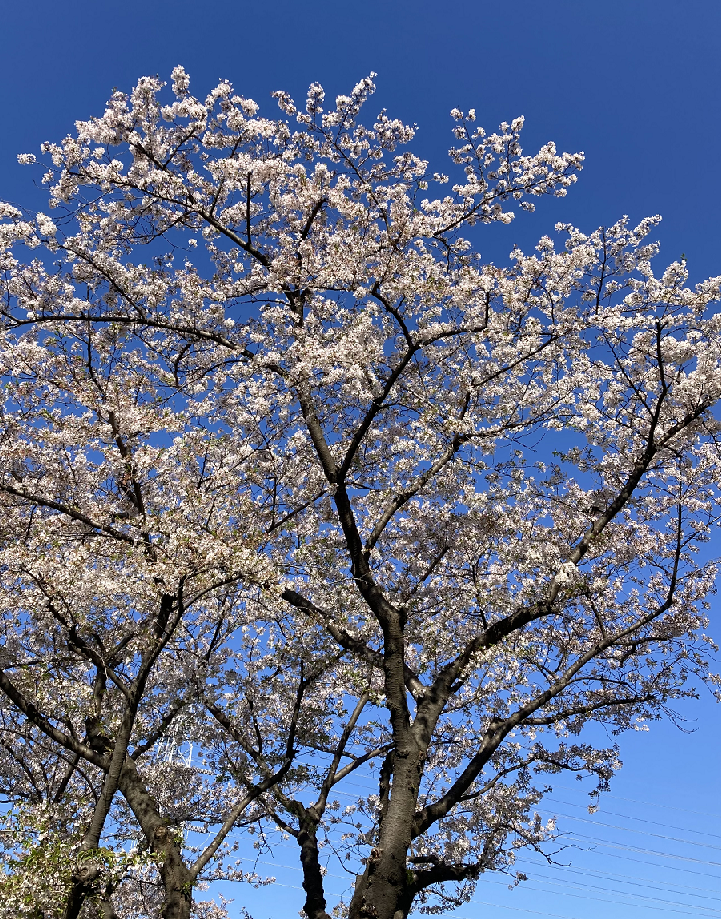 花見のチャンス到来