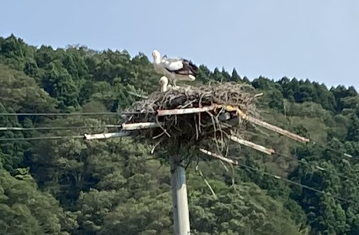 城の崎にて「コウノトリ」と共生する豊岡市