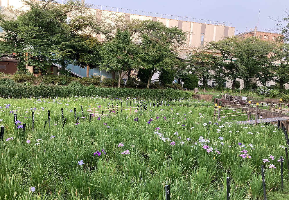 駅前の「しょうぶ沼公園」の菖蒲が見ごろを迎えています