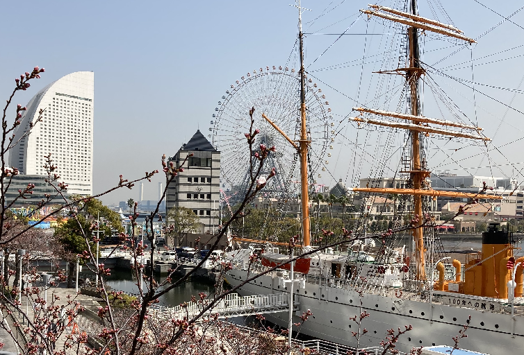 横浜で桜一輪